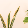 8 Benefits of Snake Plant that make it a blessing for homes | Times of India