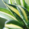 8 Benefits of Snake Plant that make it a blessing for homes | Times of India