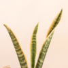 where can you buy yucca root Yucca Root, 1000 mg (per serving), 100 Quick Release Capsules