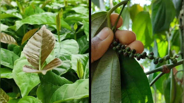 Coffee cultivators