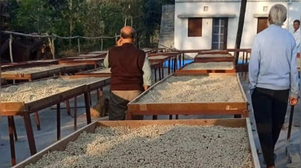 Odisha's share in coffee production