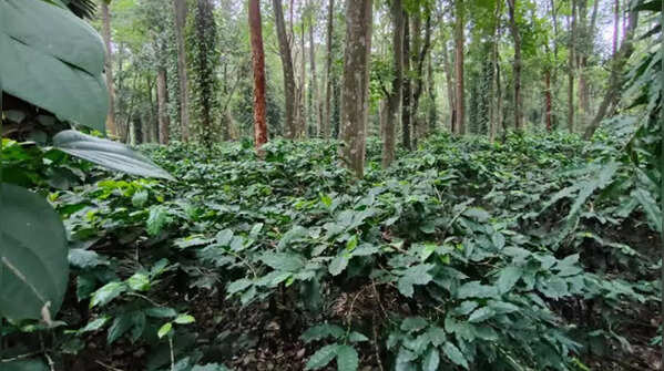 Land dedicated to coffee cultivation