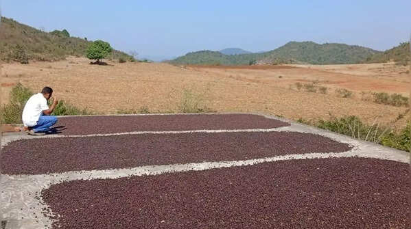 Kruti Coffee’s “Kindiriguda Naturals”