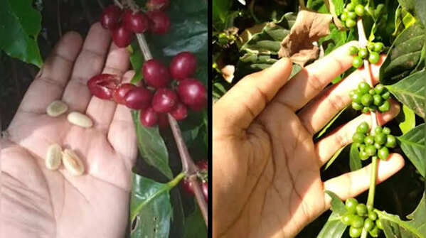  Koraput’s branded coffees
