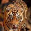 Article image for: <i class="tbold">tiger</i>s