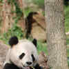 Article image for: <i class="tbold">giant</i> panda