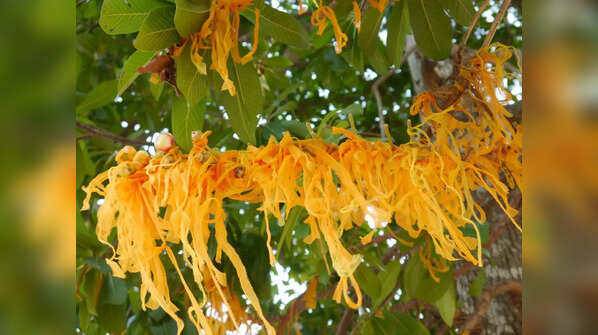 Tieing a Kalawa around temple or on tress