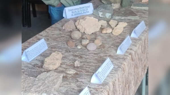 Coral reef fossils in Ladakh