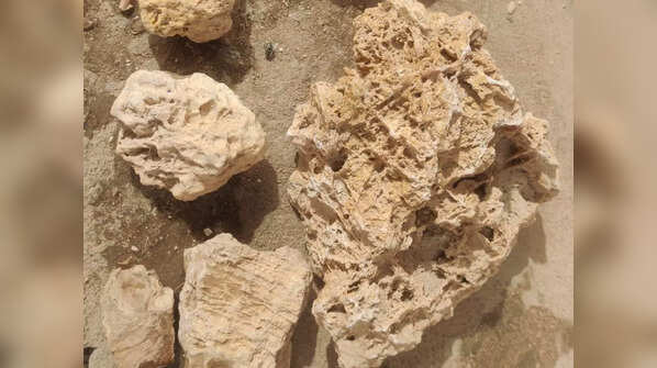 Fossils unearthed in Ladakh's Burtse