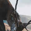 Article image for: Mule <i class="tbold">deer</i>