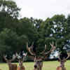 Article image for: Hog <i class="tbold">deer</i>