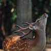 Article image for: Fallow <i class="tbold">deer</i>