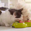 ​Increased appetite (Polyphagia)