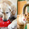 ​Increased thirst and urination (Polydipsia and Polyuria)