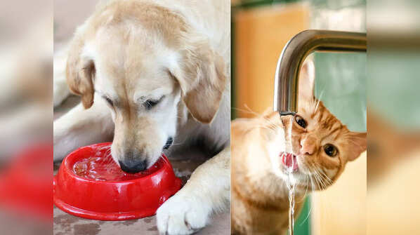 Increased thirst and urination (Polydipsia and Polyuria)