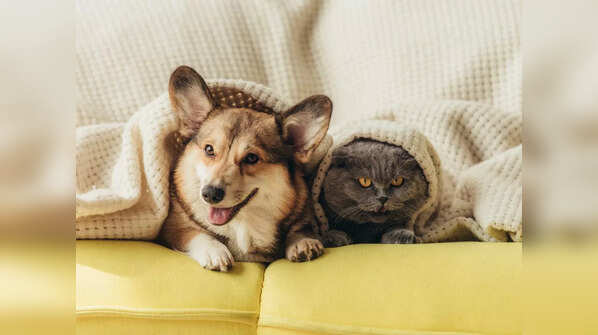 Diabetes in pets