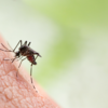 ​JNJ-1802 antiviral pill is found to be effective in a small human trial​