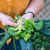 Leafy Greens
