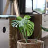 ​Include purifying plants