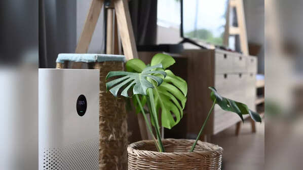 Include purifying plants