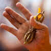 Article image for: Thunderbolt/ Vajra
