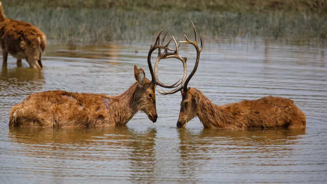 Kanha National Park: A wildlife conservation story like no other