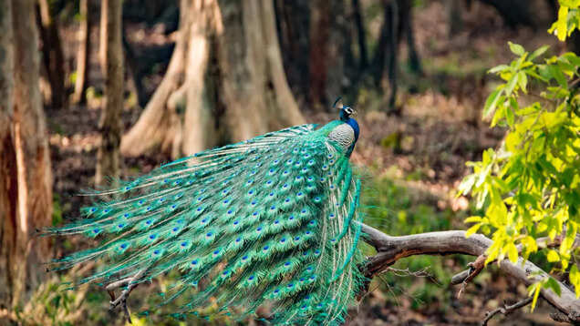 Kanha National Park: A wildlife conservation story like no other