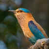 ​Neelkanth bird