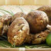 Matsutake Mushroom