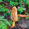 Gucchi Mushroom