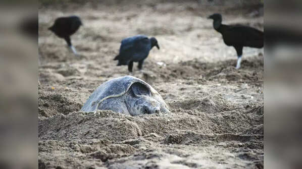 Extinction of species
