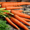 Bugs Bunny - Carrots