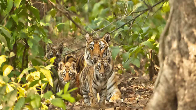 Bandhavgarh National Park: Where wildlife and history can't be ignored