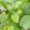 ​Giloy (Tinospora cordifolia)​