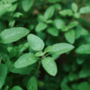 ​Tulsi (Ocimum sanctum)​