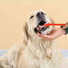 Ignoring dental health