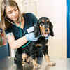 Neglecting vet visits