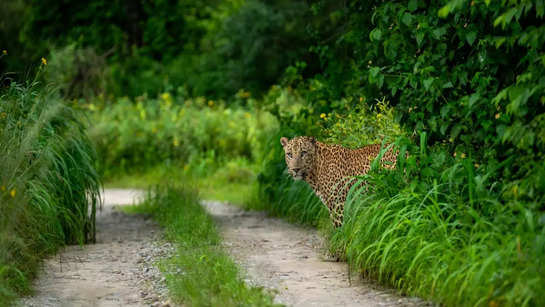 Top places to spot wildlife in Karnataka