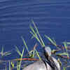 Article image for: White-<i class="tbold">bellie</i>d Heron
