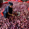 Politicization of onion