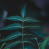 Neem (Azadirachta <i class="tbold">indica</i>)