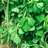 ​​Methi ​