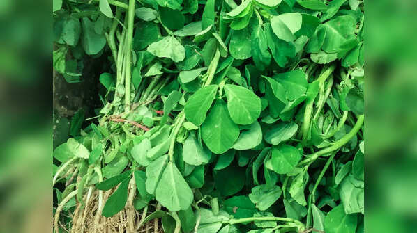Methi 