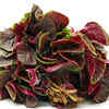 ​​Amaranth ​