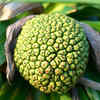 What is Kewra, its use in culinary preparations and when to add