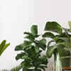 custard apple plant Custard Apple, 