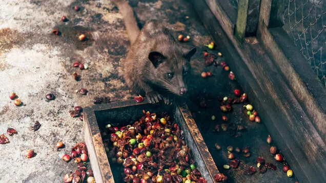 Is the world's most expensive coffee Kopi Luwak just a hype?