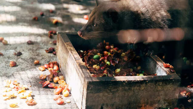Is the world's most expensive coffee Kopi Luwak just a hype?
