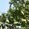 Article image for: Mango leaves (Mangifera <i class="tbold">indica</i>)