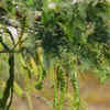 Article image for: Purify the air